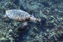 Inwater Hawksbill